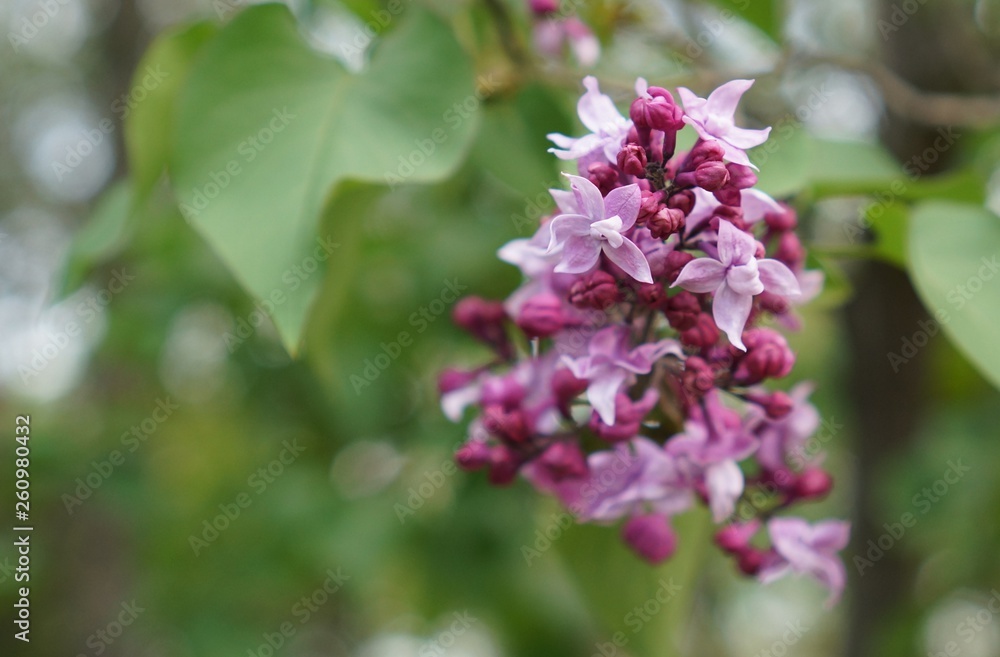 .......3blooming bunch of lilac on bokeh background .......3blooming bunch of lilac on bokeh background