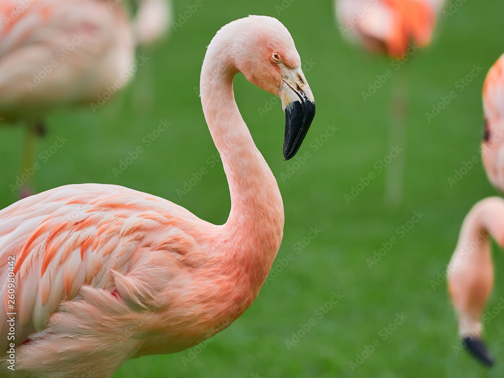 Beautiful pink flamingo birds at Loro Park (Loro Parque), Tenerife, Canary Islands, Spain Beautiful pink flamingo birds at Loro Park (Loro Parque), Tenerife, Canary Islands, Spain