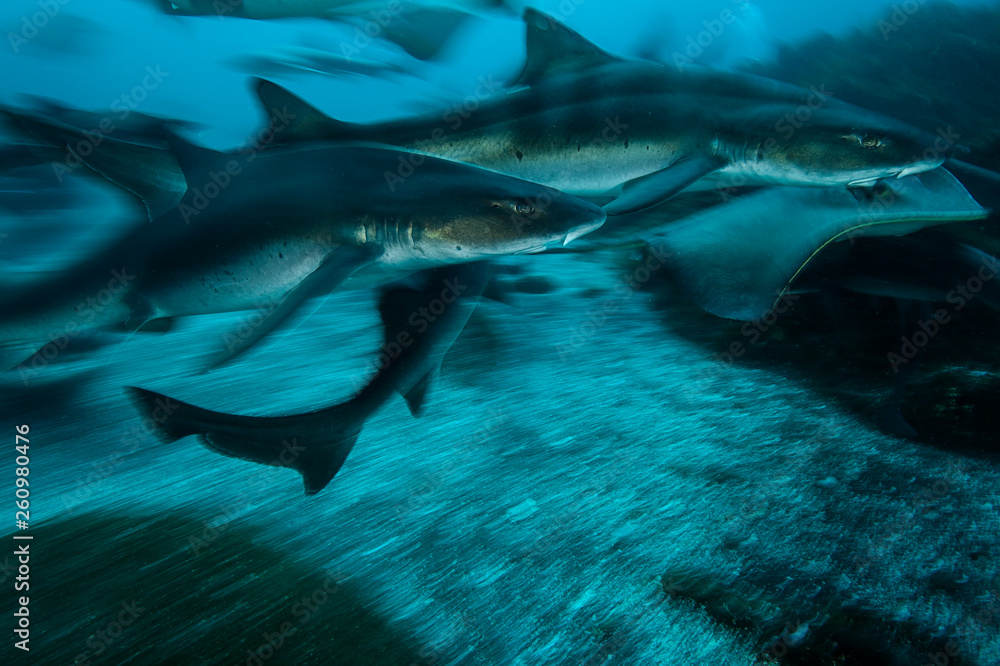 Obraz premium Group of Banded Hound Sharks Swimming Underwater in Chiba, Japan