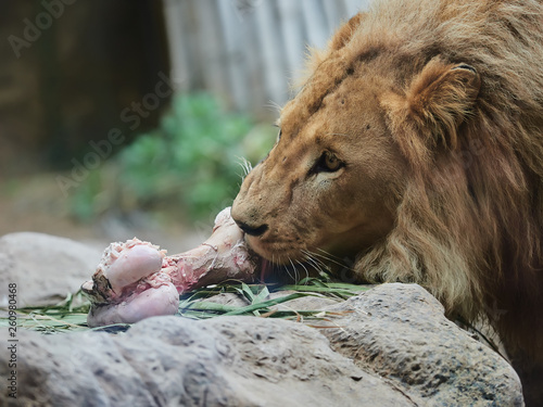 Beautiful lion at Loro Park (Loro Parque), Tenerife, Canary Islands, Spain photo