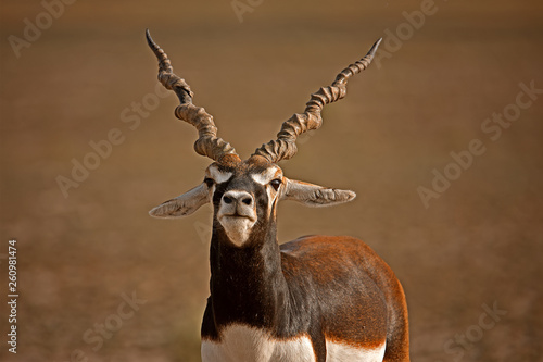 Canvas Print Blackbuck Staring at the Camera
