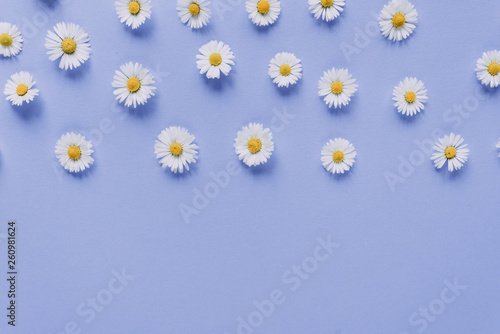 Flowers composition. Frame of chamomile flowers on pastel purple background. Spring, summer concept. Flat lay, top view, copy space