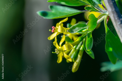 Soft focus of yellow Ribes aureum flower blooming. Flowers golden currant, clove currant, pruterberry and buffalo currant on green background photo