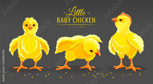 Hen chicken and rooster. Newborn little domestic poultry birds with yellow fluff and feathers pecking corn seeds. Set of farming animals from village farm. Livestock set. Eps10 vector illustration.