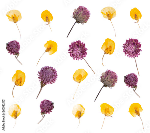 flat pressed dried flower pattern isolated on white background