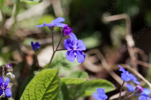 Creeping navelwort, Omphalodes verna photo