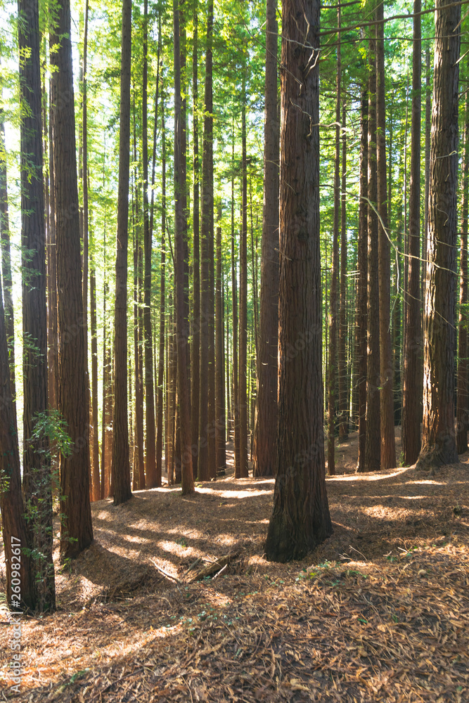 Obraz premium bosque de secuoyas secuoyas park