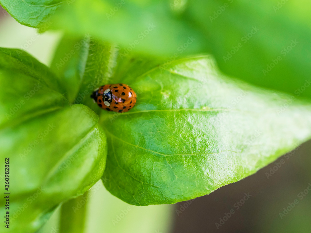 ladybug on leaf ladybug on leaf