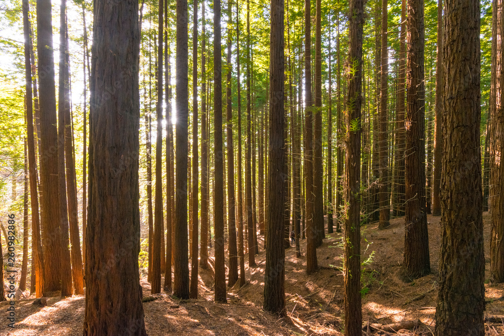 Obraz premium bosque de secuoyas secuoyas park