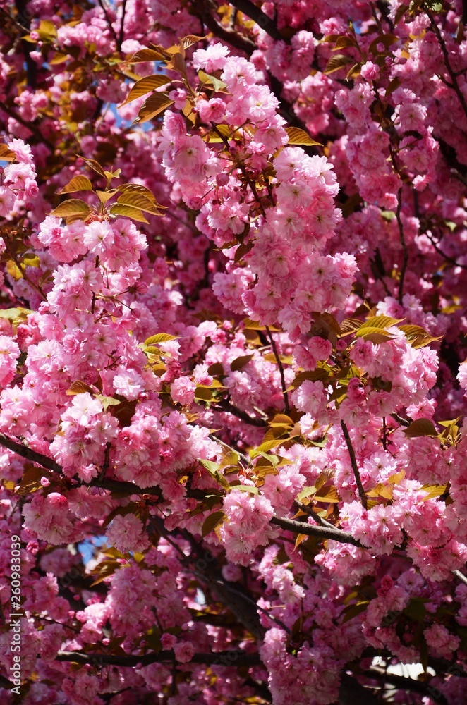 Cerisiers du Japon en fleur