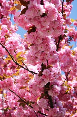 Cerisiers du Japon en fleur