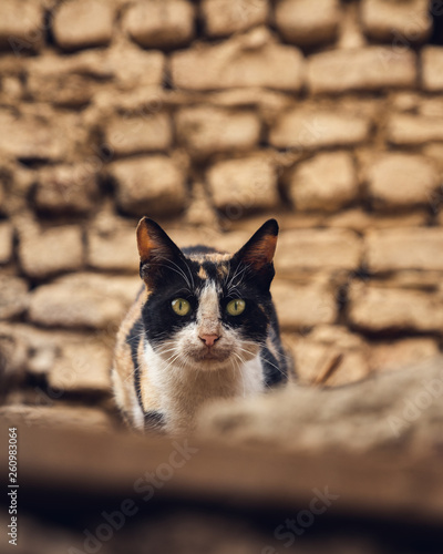 Portrait, Katze, Augen, Wand, Orange, durchdringender Blick