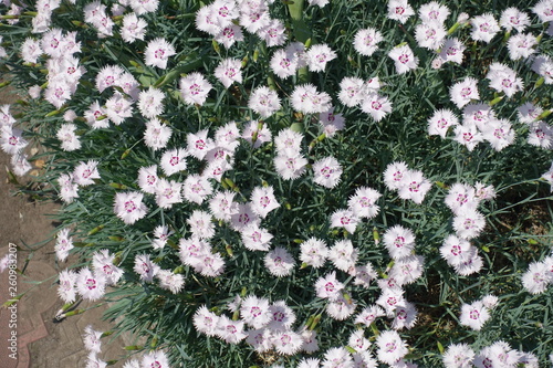 Many white flowers of garden pink in May