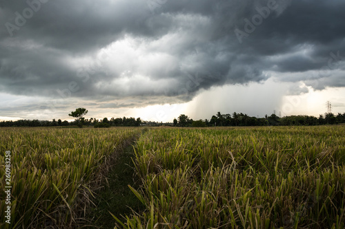 Rice field and dramatic sky