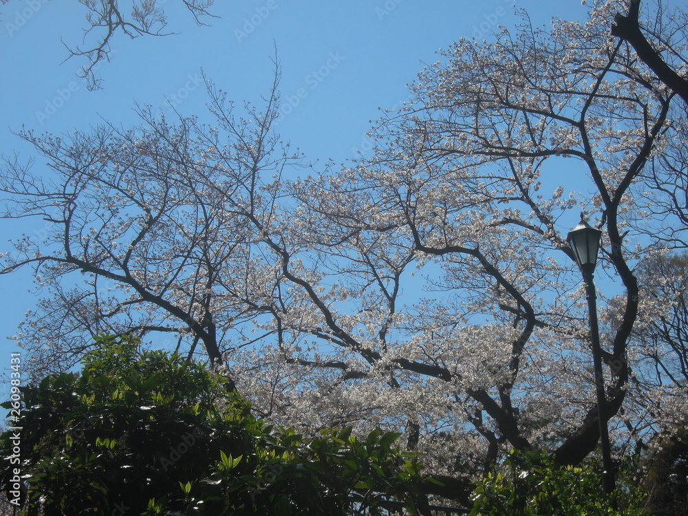 Fototapeta premium 綺麗な桜