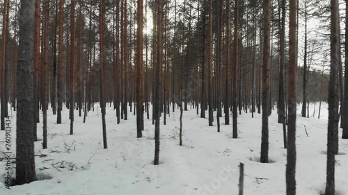 Wallpaper Mural Aerial, tracking, drone shot, through pine forest, on a cloudy, winter day, at Onkilampi, in Joensuu, North Karelia, Finland Torontodigital.ca