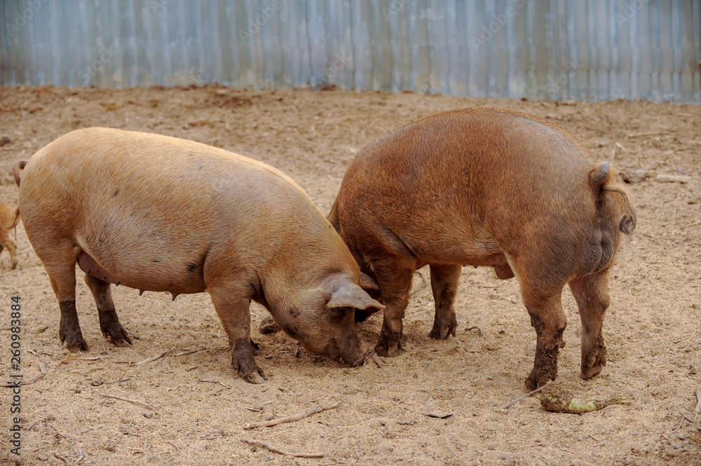 Domestic pigs of Hungarian breed Mangalitsa. Hybrid boars grazing outdoors in dirty farm field. concept of growing organic food. Pig production. Domestic pigs of Hungarian breed Mangalitsa. Hybrid boars grazing outdoors in dirty farm field. concept of growing organic food. Pig production.