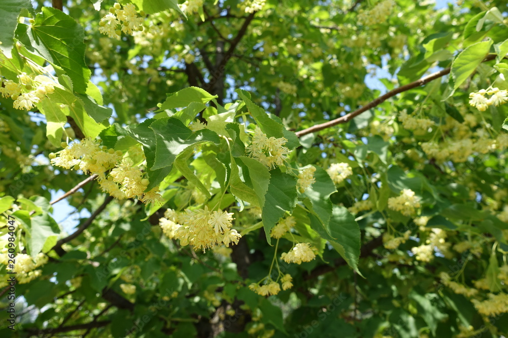 Twig of blossoming linden tree in June Twig of blossoming linden tree in June