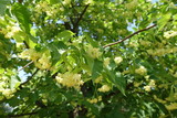 Twig of blossoming linden tree in June