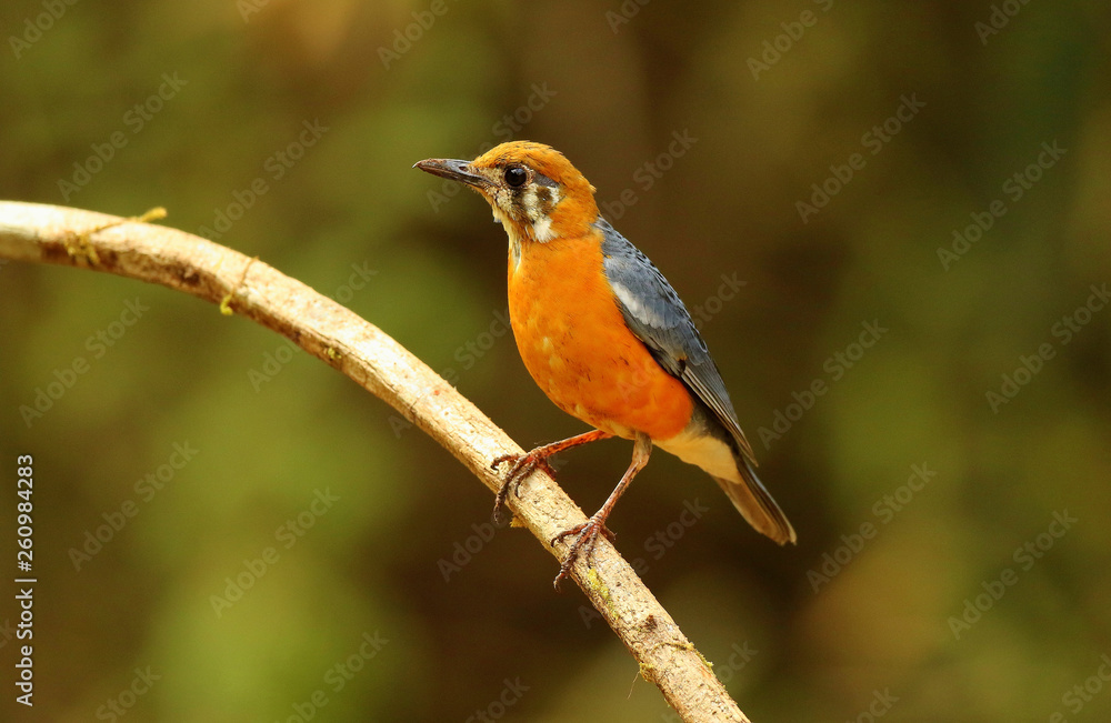 Orange Headed Ground Thrush, male, Geokichla citrina, Ganeshgudi, Karnataka, India. Orange Headed Ground Thrush, male, Geokichla citrina, Ganeshgudi, Karnataka, India.