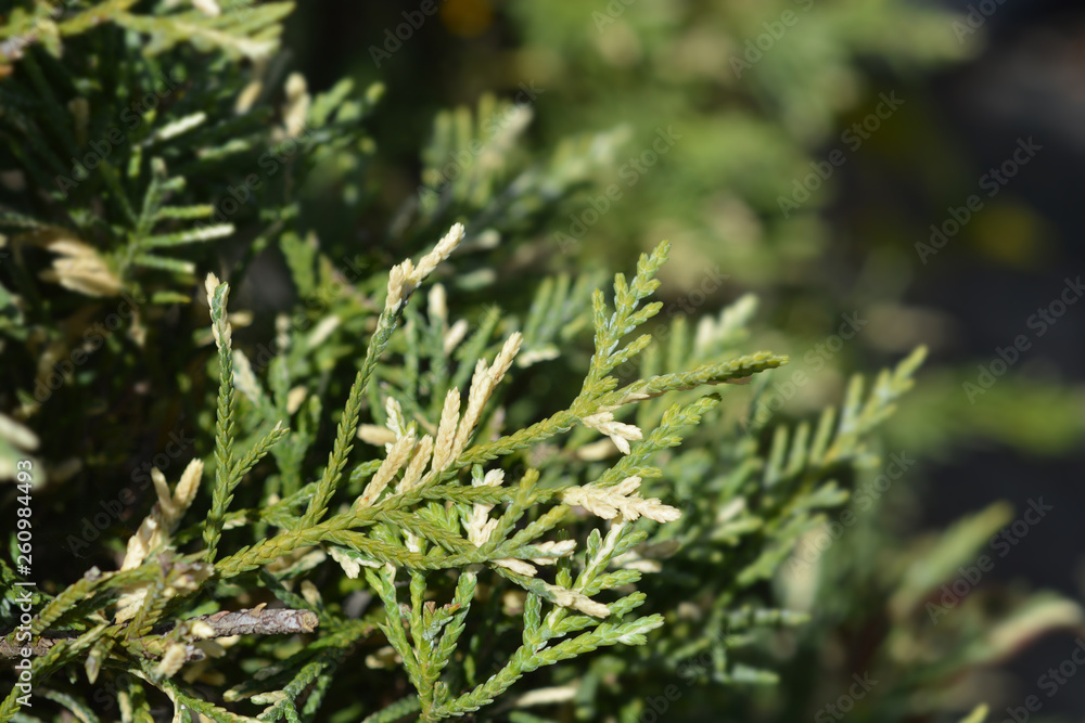 Variegated Leyland cypress Variegated Leyland cypress