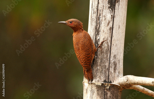 Rufous Woodpecker, Micropternus brachyurus, Ganeshgudi, Karnataka, India. photo