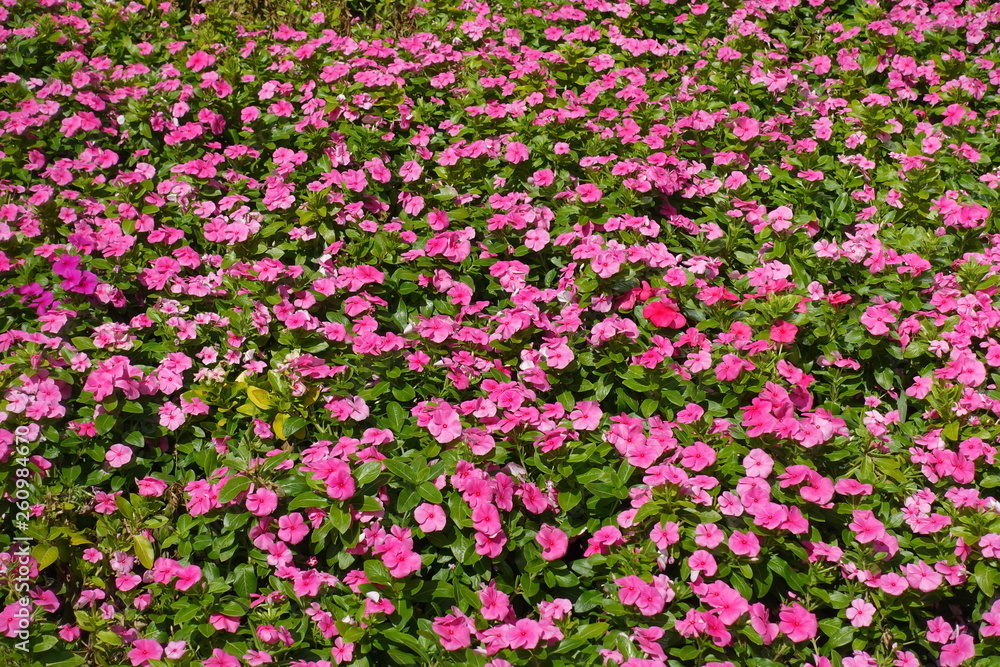 Numerous pink flowers of Catharanthus roseus in August