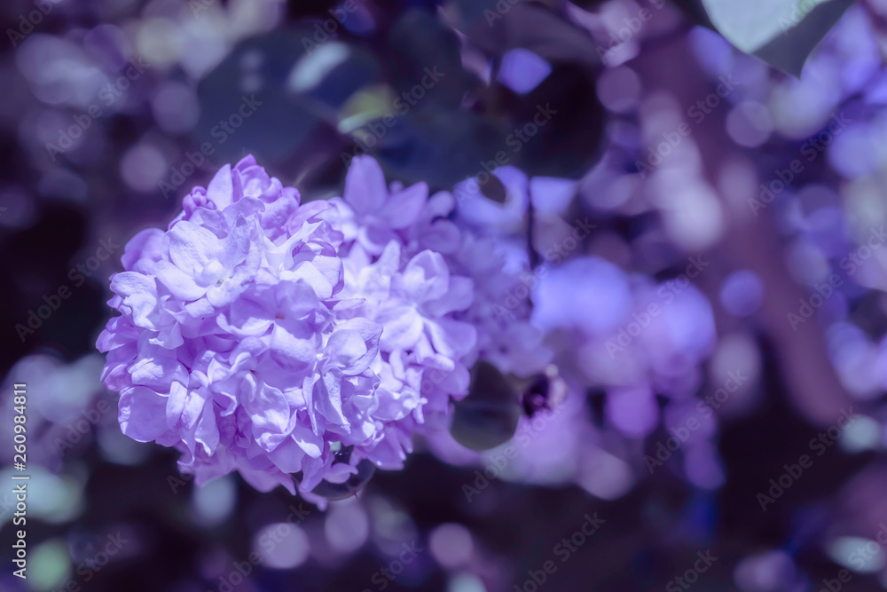 Lilac flowers on natural blurred and dark background.