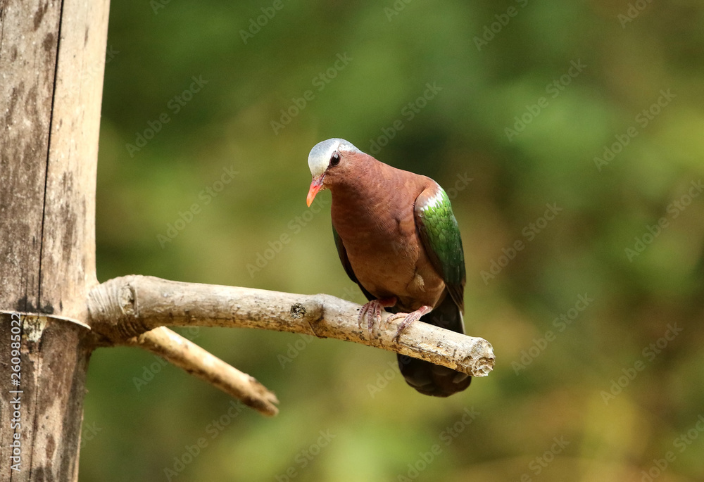 Obraz premium Emerald Dove, Chalcophaps indica, Ganeshgudi, Karnataka, India.
