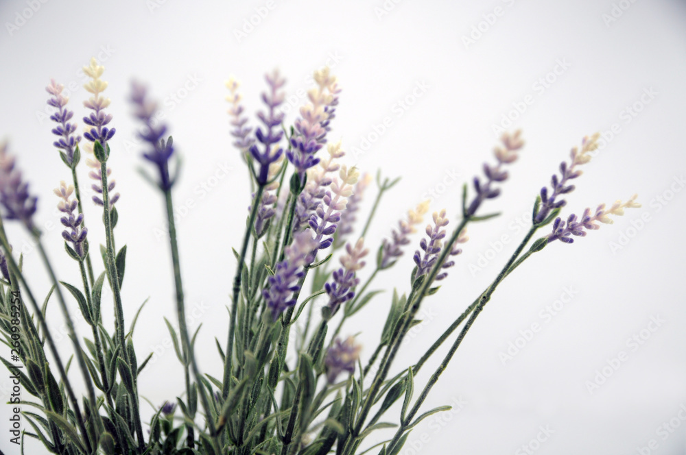 lavender flowers on a white background
