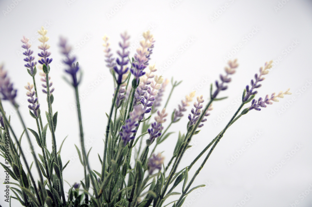 Obraz premium lavender flowers on a white background
