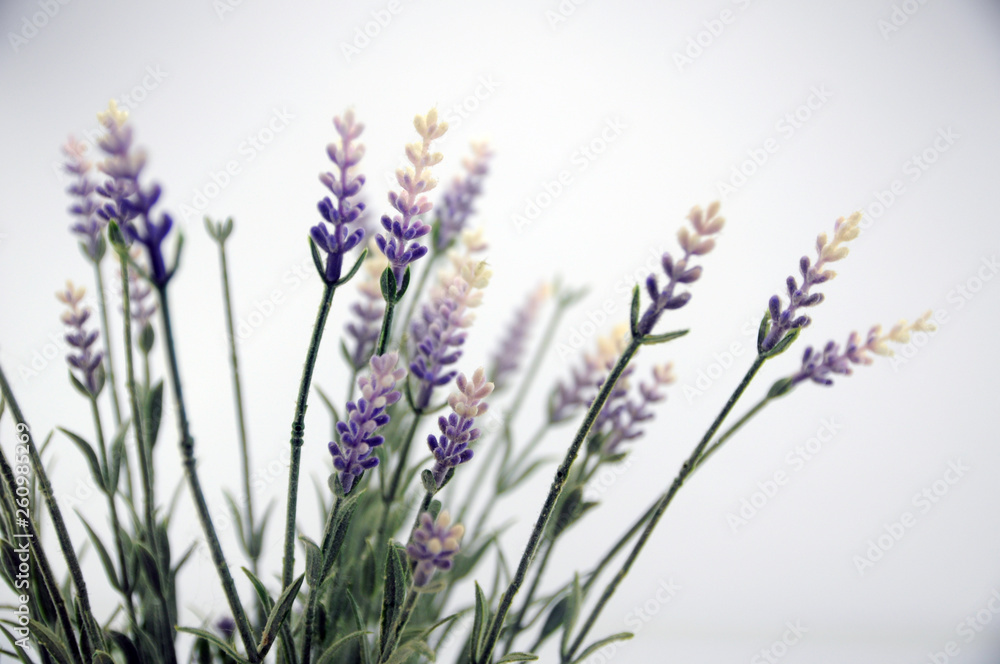 Naklejka premium lavender flowers on white background