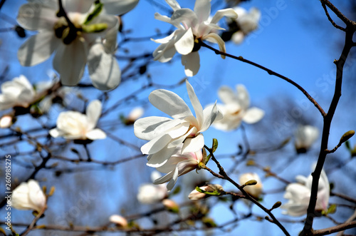 In the park, in the garden spring sunny day, magnolia blooms.