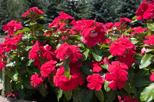 Flowering bright red Catharanthus roseus in July