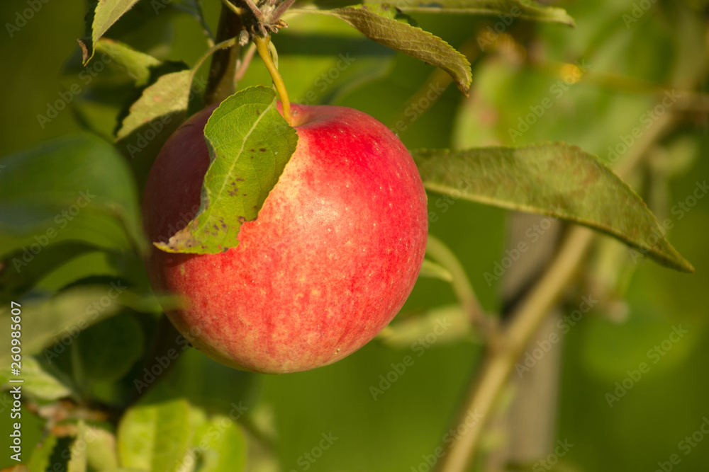red apple on a tree red apple on a tree