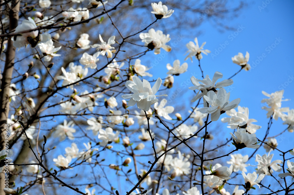 In the park, in the garden spring sunny day, magnolia blooms.