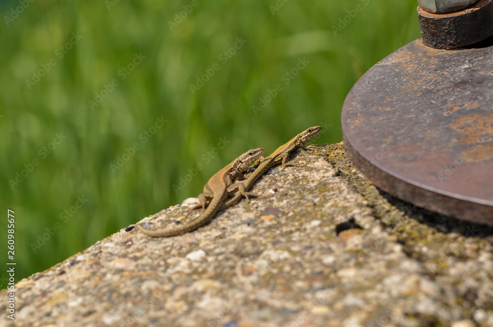 Green lizard on the concrete next to the metal pillar. Small lizard getting scared and retreating to its hide
