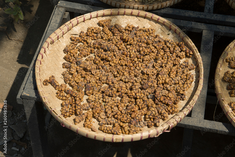 Coffee beans from the civet cat The most expensive coffee in the world