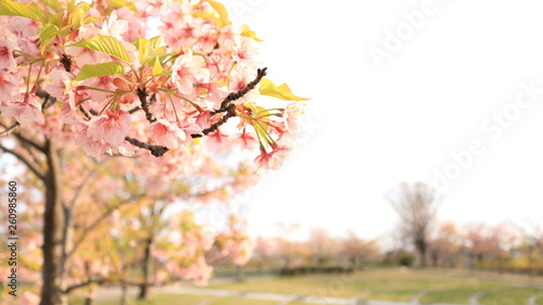 桜咲く春の戸田川緑地