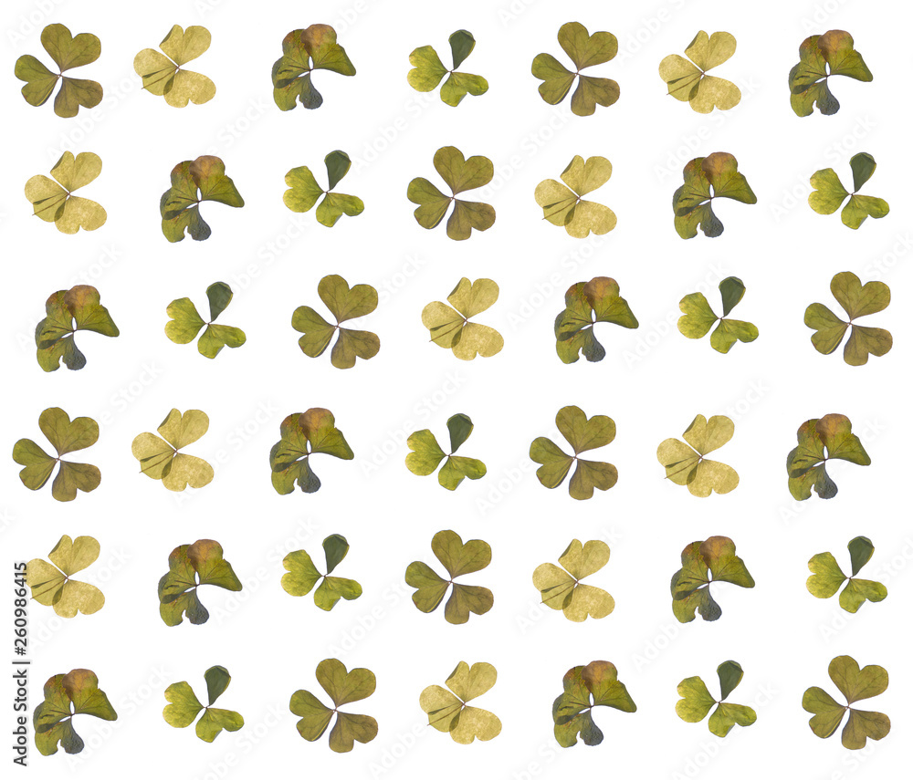Fototapeta premium flat pressed dried flower pattern isolated on white background