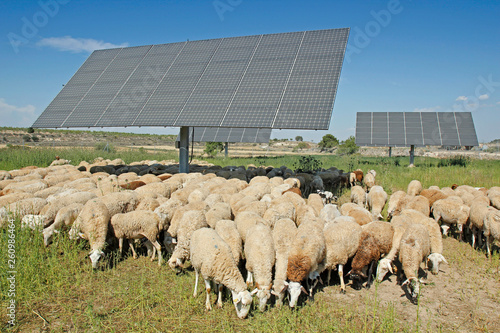 Flock and solar panels, Arbeca, Lleida, Catalonia, Spain.