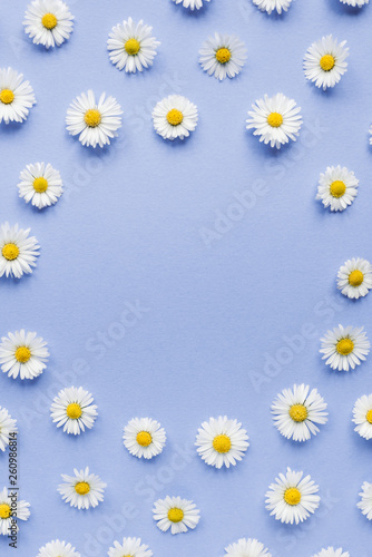 Flowers composition. Frame of chamomile flowers on pastel purple background. Spring, summer concept. Flat lay, top view, copy space © Yura Yarema