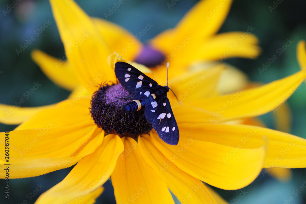 Little black butterfly on a yellow flower. Little black butterfly on a yellow flower.