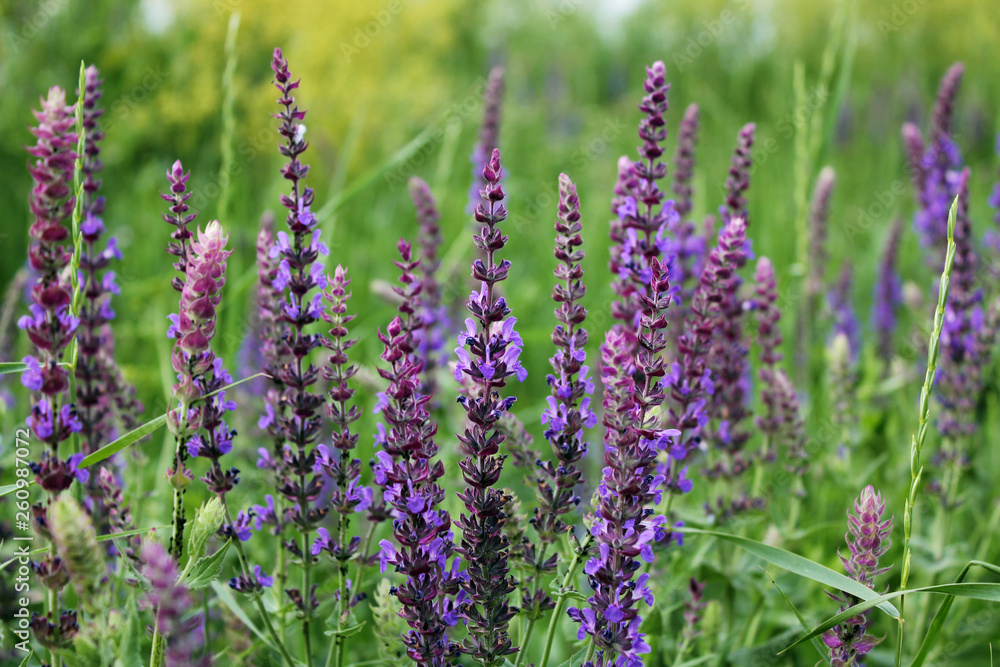 Meadow with wild sage. Flowers close up. Meadow with wild sage. Flowers close up.