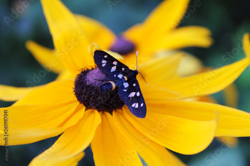 Little black butterfly on a yellow flower. © Lena Os