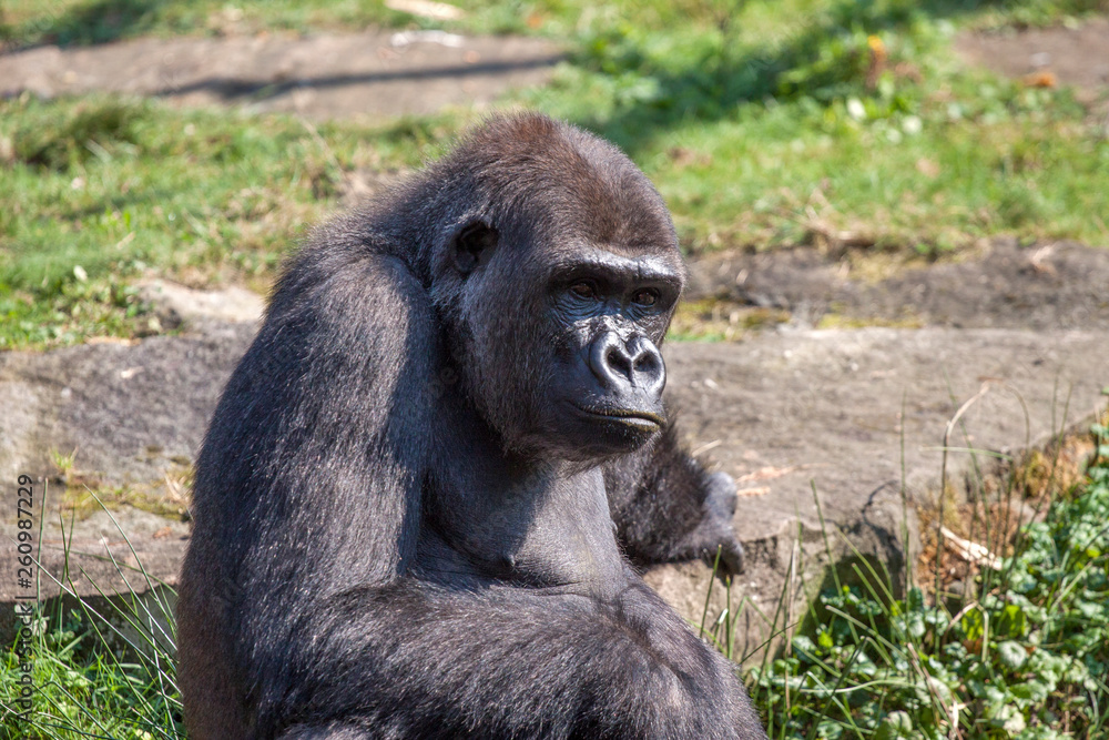 Black lowland gorilla in various postures Black lowland gorilla in various postures