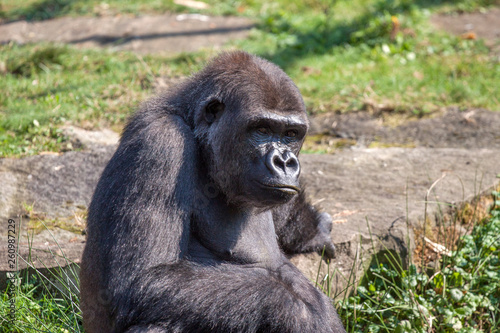 Black lowland gorilla in various postures