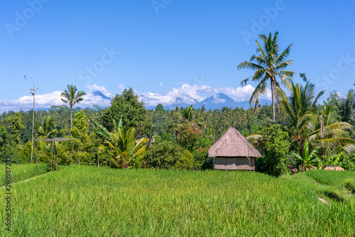 Landscape with rice fields, straw house and palm tree at sunny day in island Bali, Indonesia. Nature and travel concept