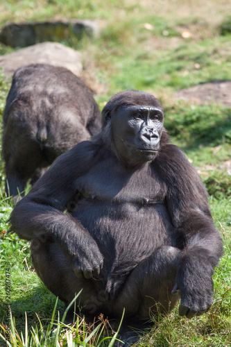 Black lowland gorilla in various postures © mauvries