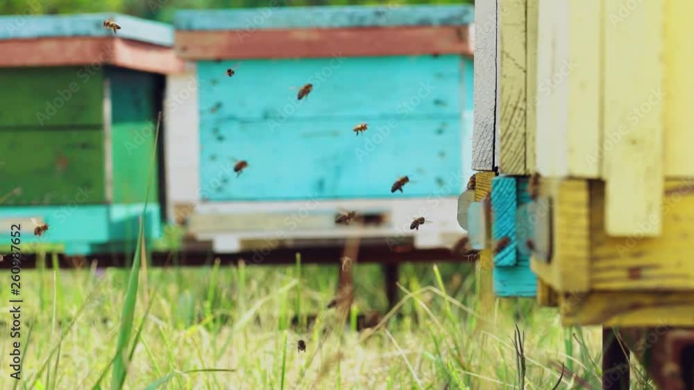 Hives in an apiary with bees flying to the landing boards Hives in an apiary with bees flying to the landing boards